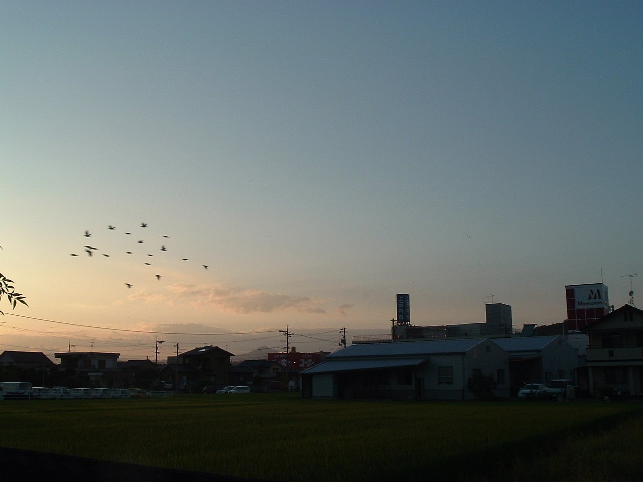 虫干し