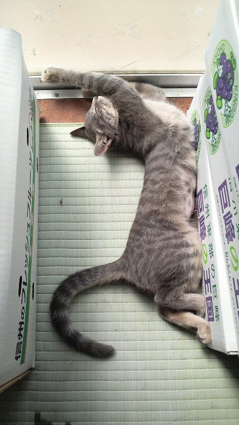 昼寝