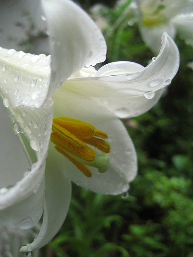 水鉄砲百合