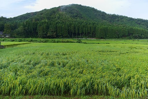 二つ目のコシヒカリ水田