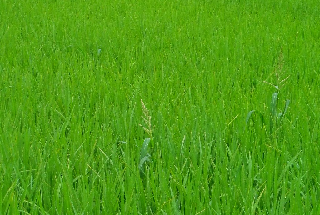 一足先に出穂