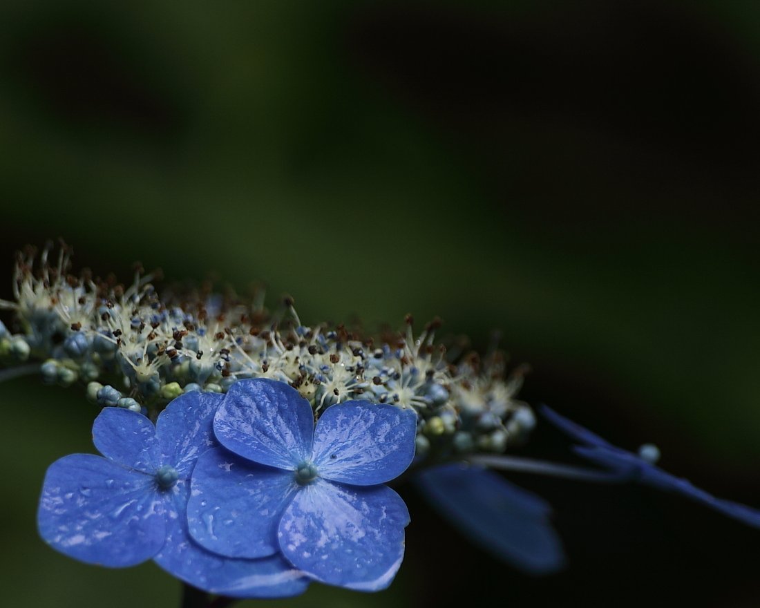 山紫陽花