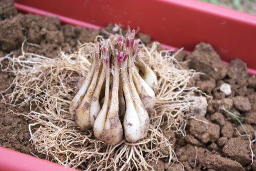 一つのラッキョウが2年でこんなに