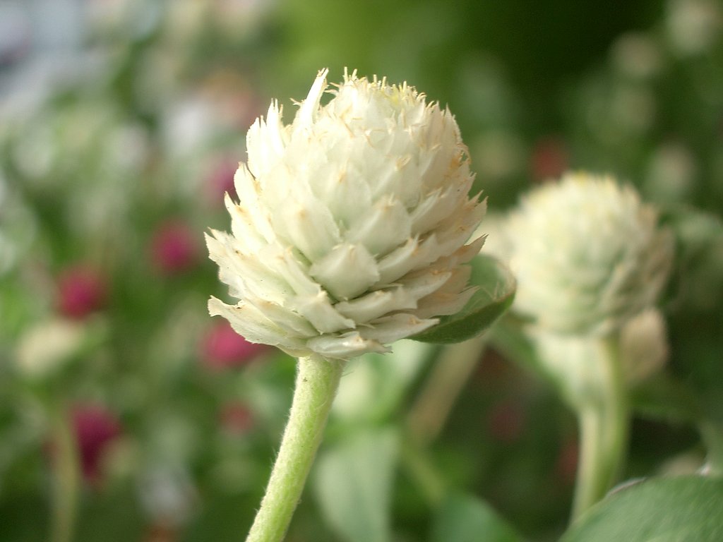 センニチコウ