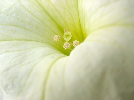 蕊