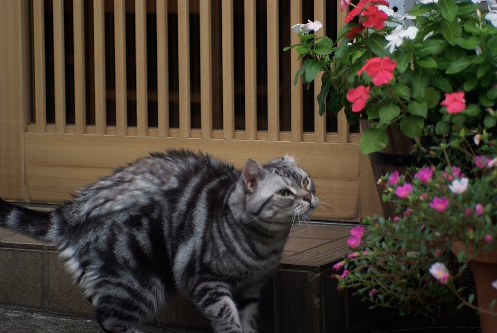 アメショー　蝶を狙う