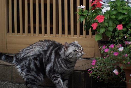アメショー　蝶を狙う