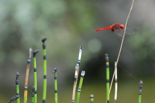赤とんぼ