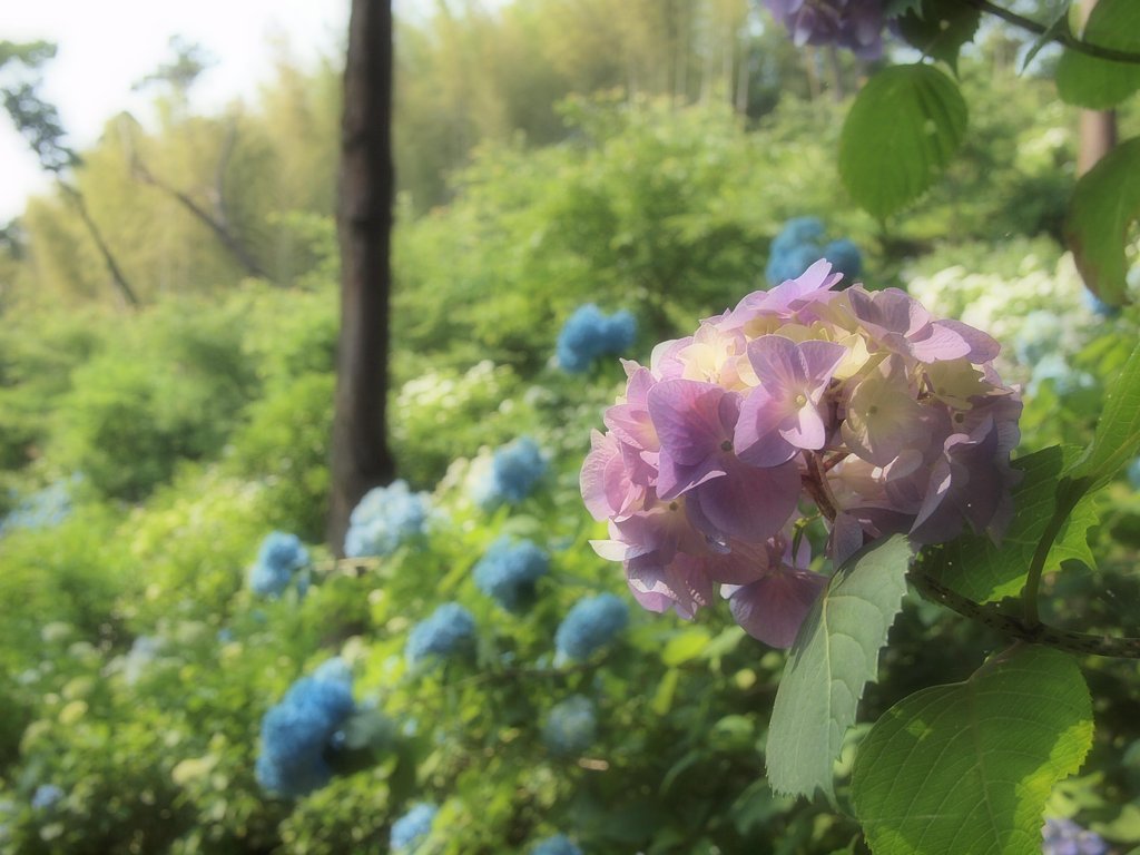 夢の中で・・・