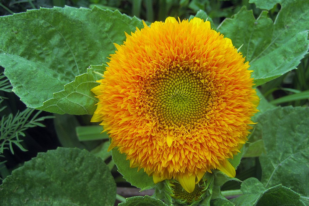 夏の花