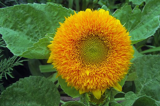 夏の花
