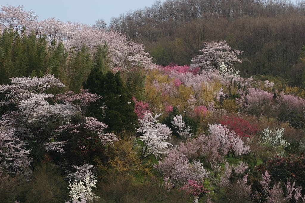 花見山レポート