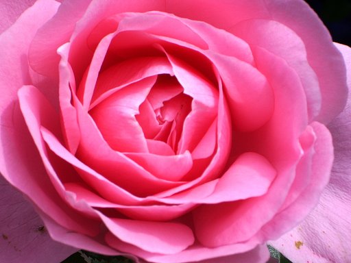 薔薇
