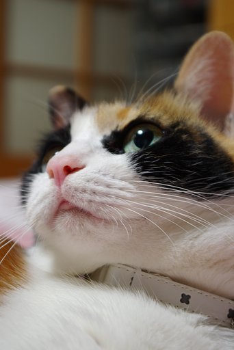 三毛猫