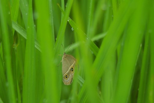 稲の葉の間にヒメウラジャノメ?