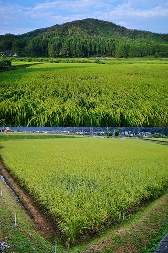 コシヒカリの近況