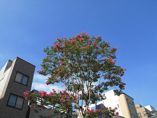 百日紅のにあう街