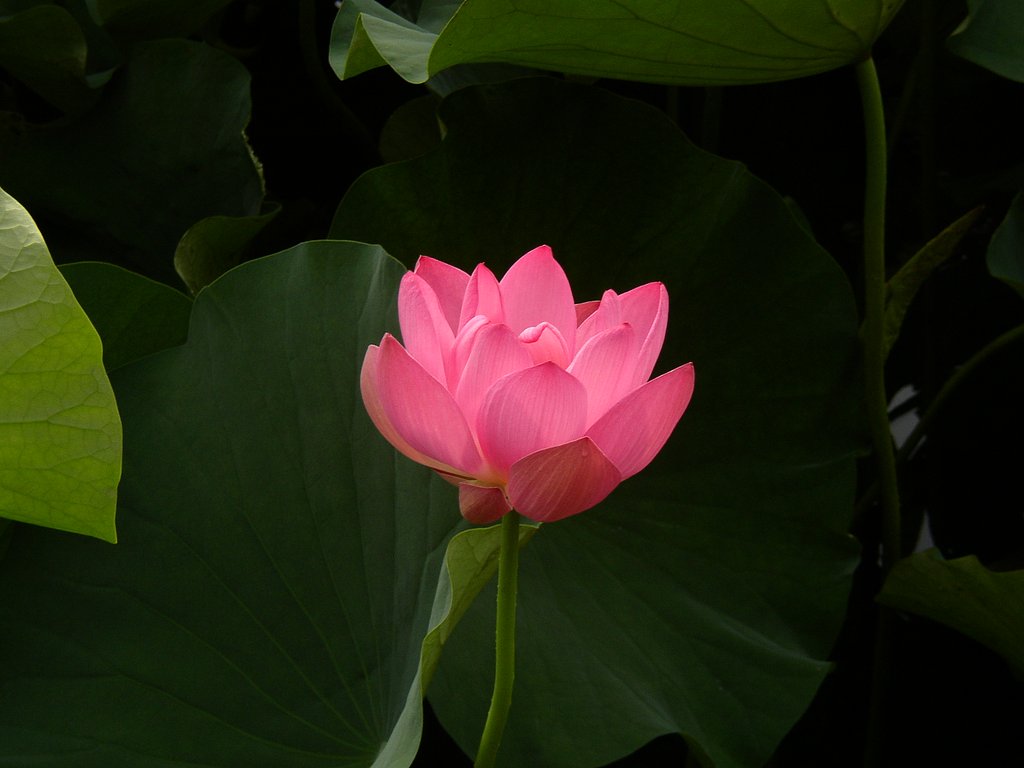花灯り