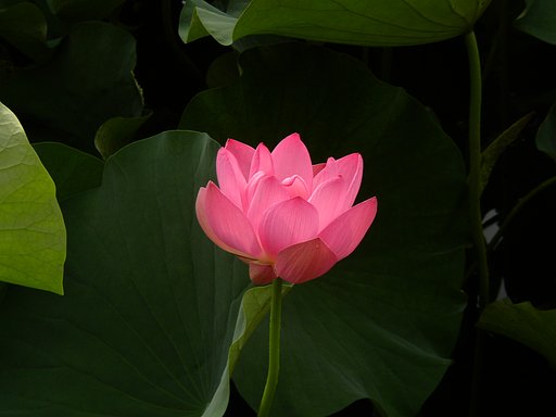 花灯り