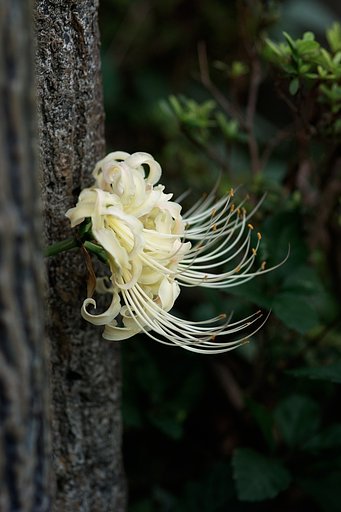 曼珠沙華
