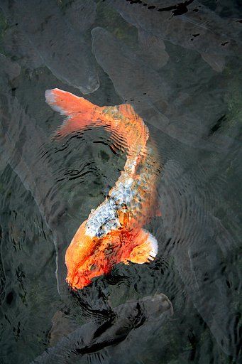 紅一点