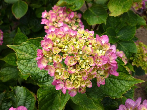 ピン紫陽花