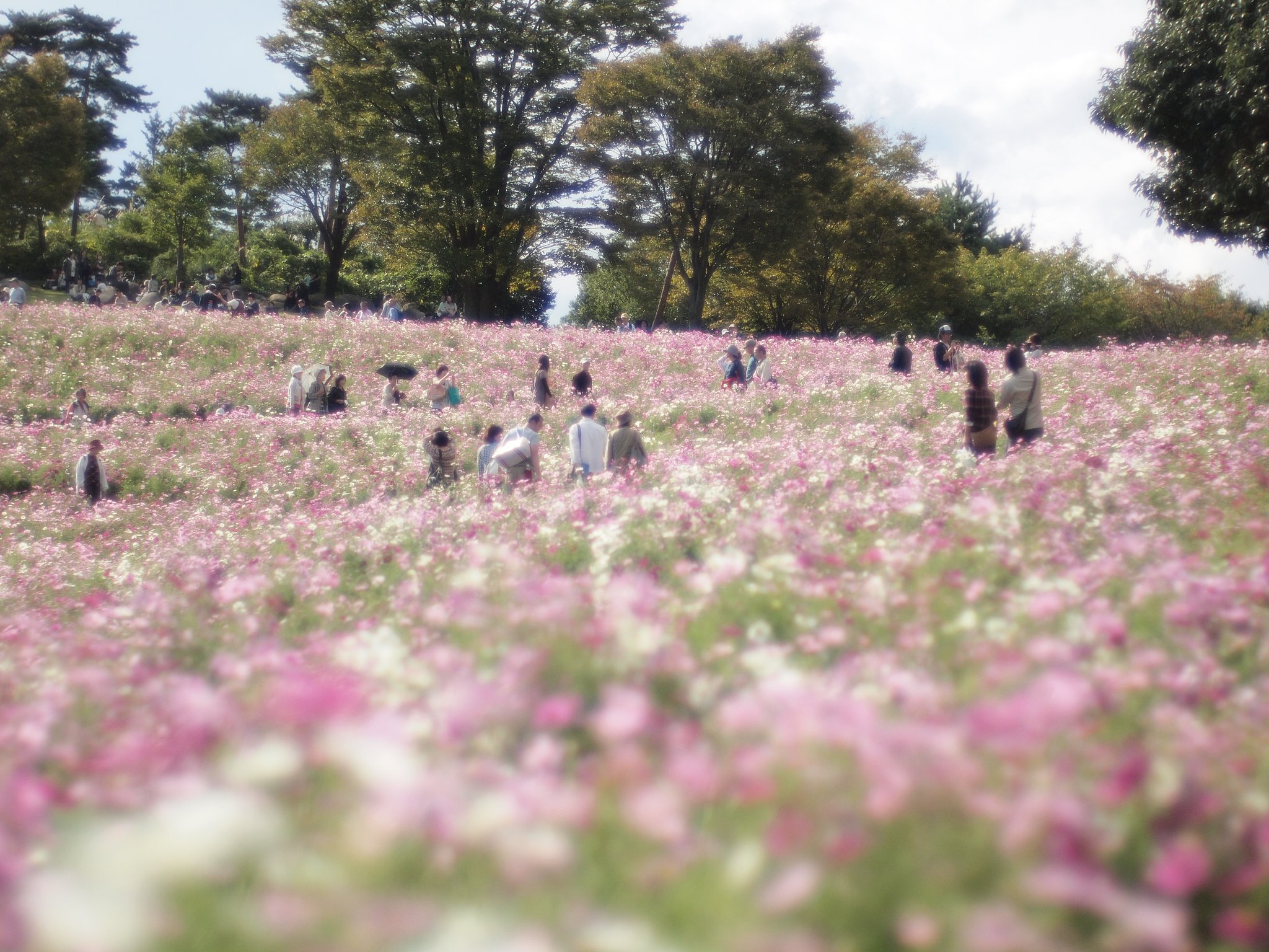 【流】れゆく　花の香りに　秋の風