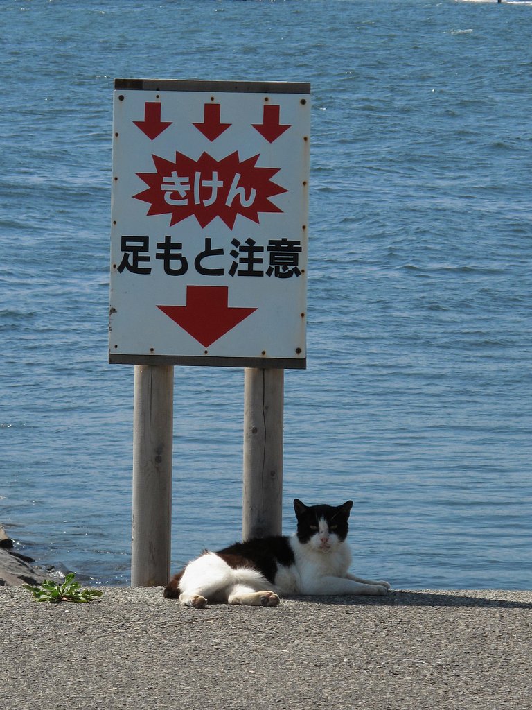 ニャンに注意？