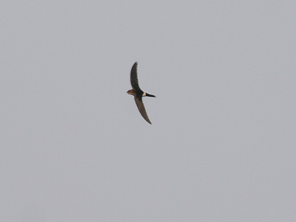 アマツバメ