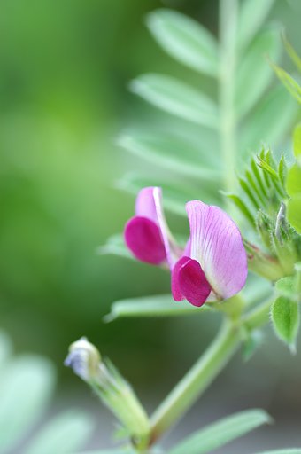 ”雑草”という名の草は無い