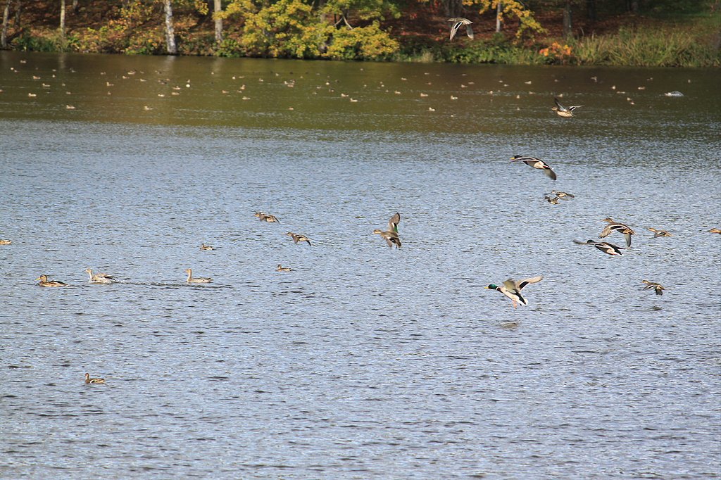キトウシ自然公園のカモ