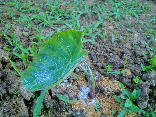 里芋の新芽