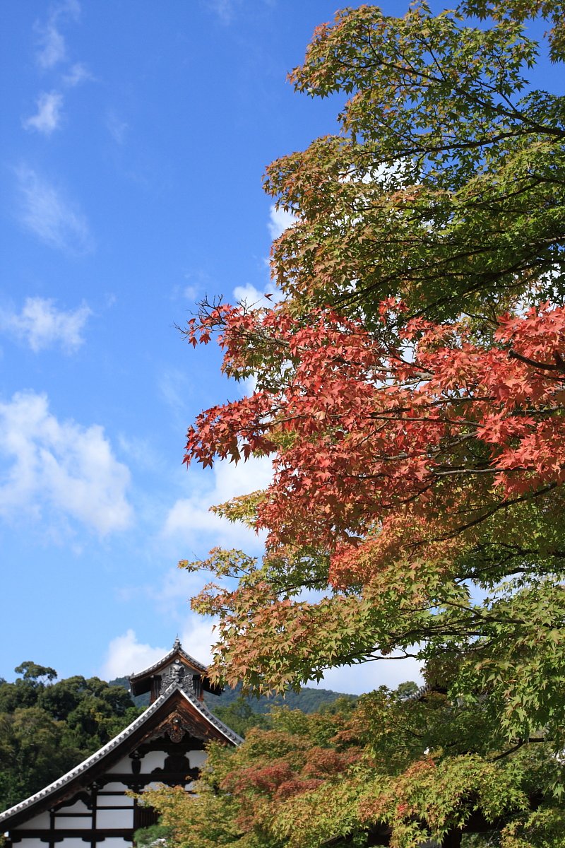 秋空に少し紅葉