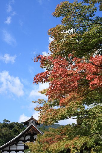 秋空に少し紅葉