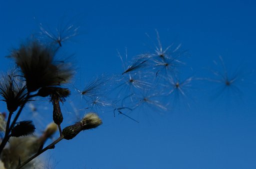 WIND