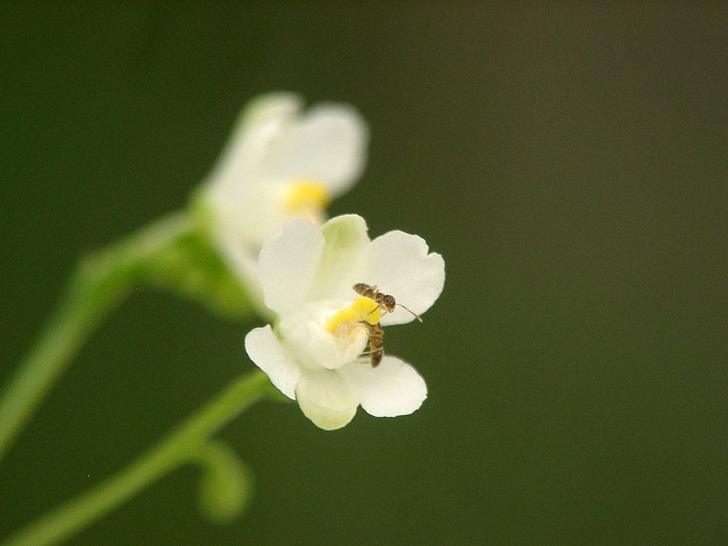 甘〜いデート