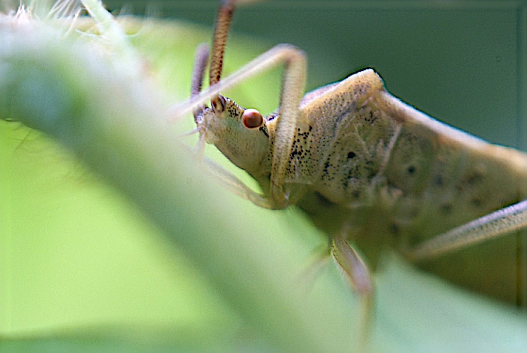 カメムシ