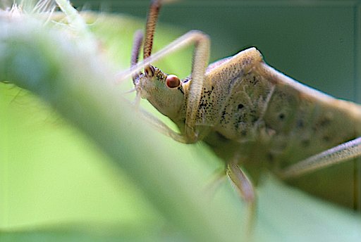 カメムシ