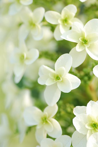 Whitey