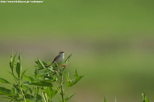 背景処理に拘って・・セッカ