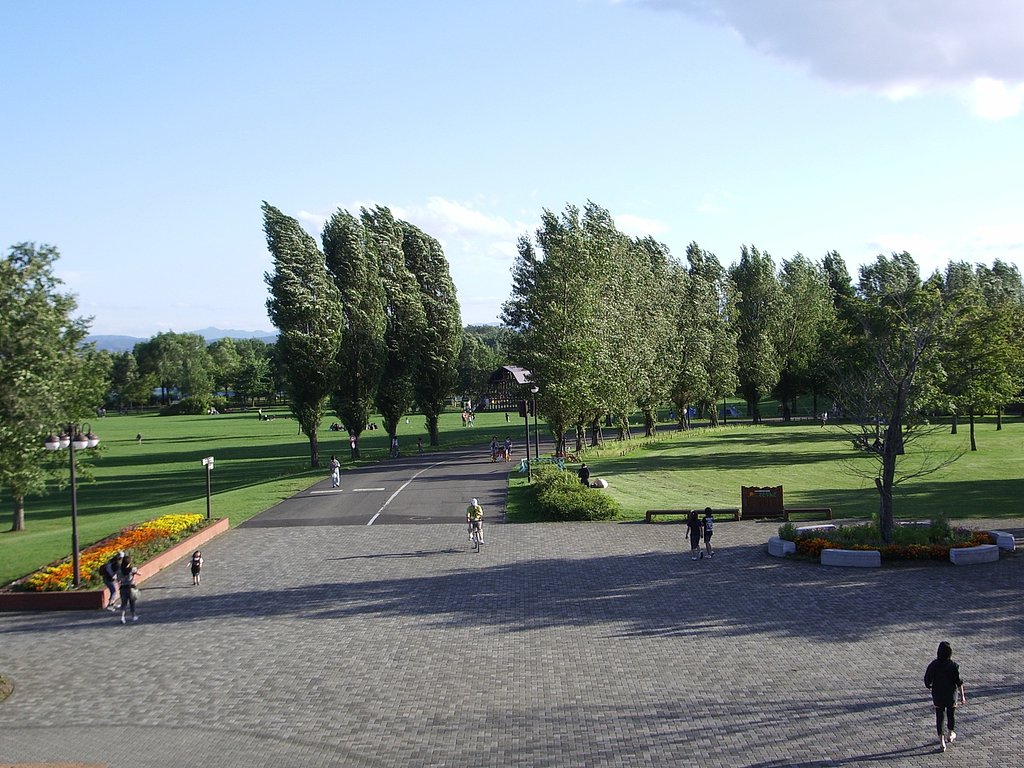 ポプラ並木＆公園