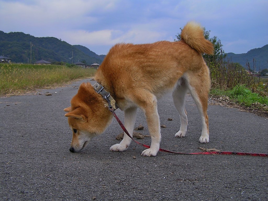朝の散歩時のななせ