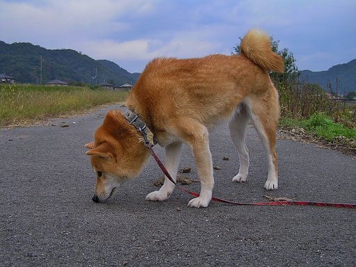 朝の散歩時のななせ