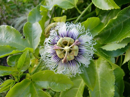 果物時計草（くだものとけいそう）の花