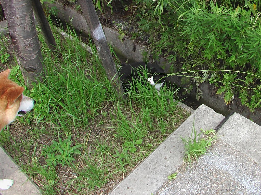 【水】背水のねこ