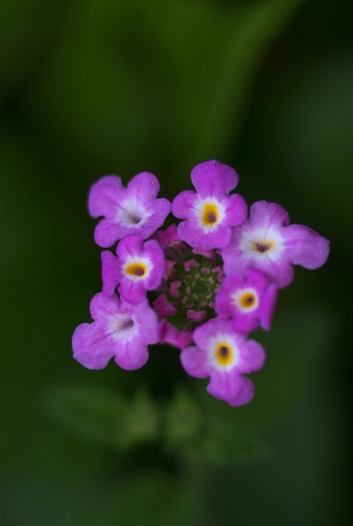 ランタナ