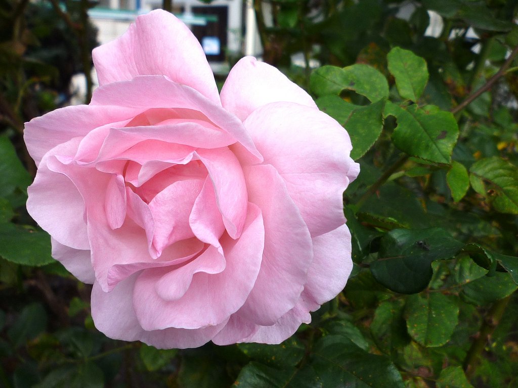 赤い薔薇？ピンク薔薇♪