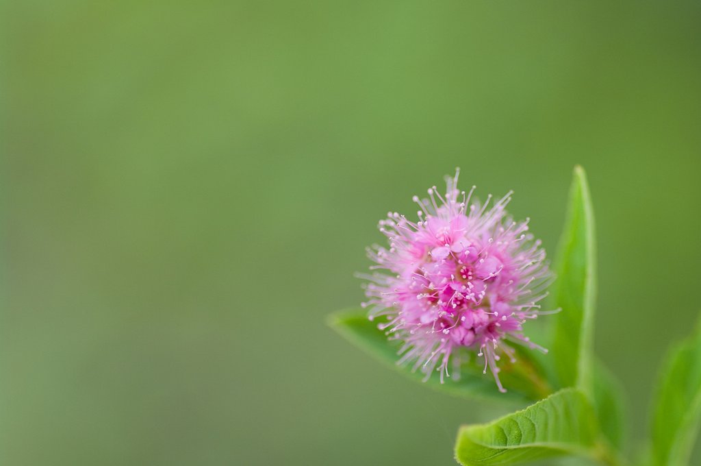 萌花その２