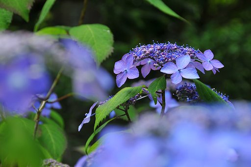 紫陽花