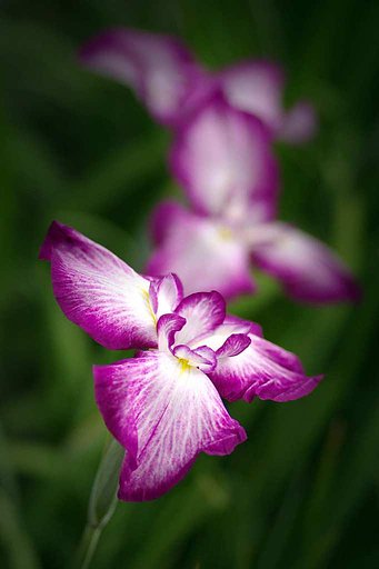 花蝶の舞